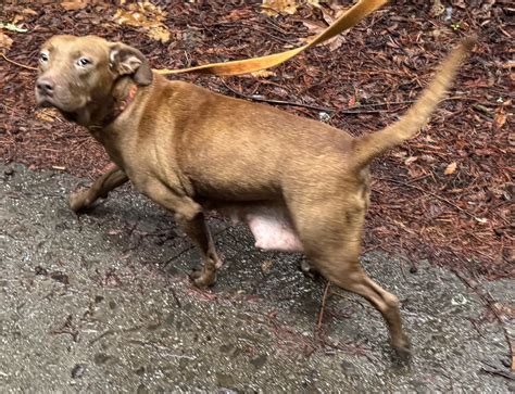 Labs Available from GGLRR Lab Rescue - or in the process of being adopted