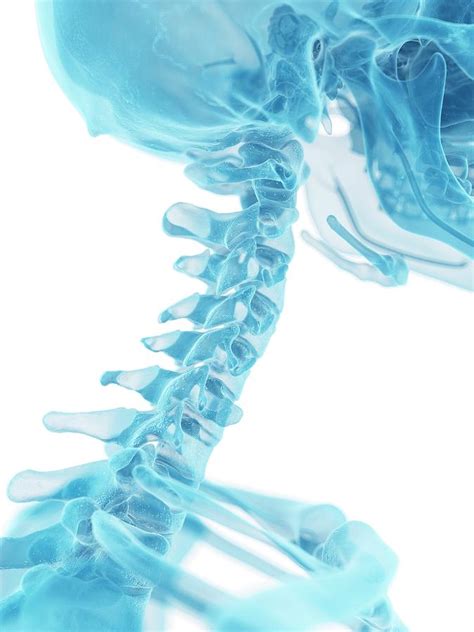 Human Neck Bones Photograph By Sciepro Pixels