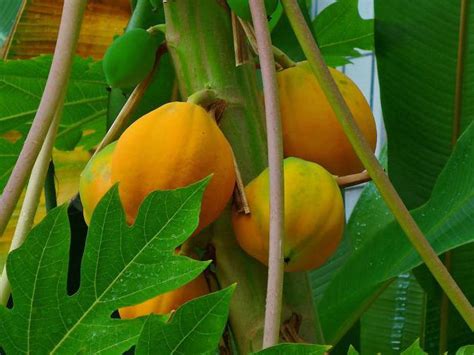 Масло папайи на страже женской красоты