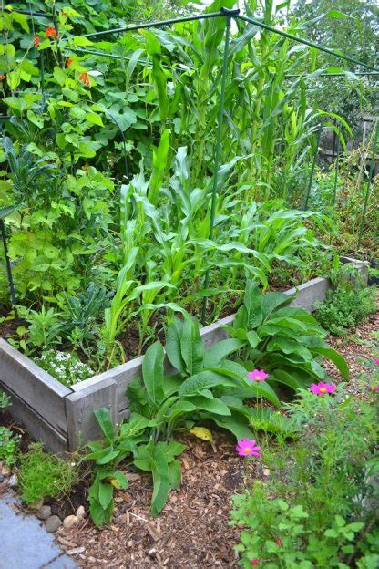 Growing Comfrey And Ways To Use It Melbourne Foodforest