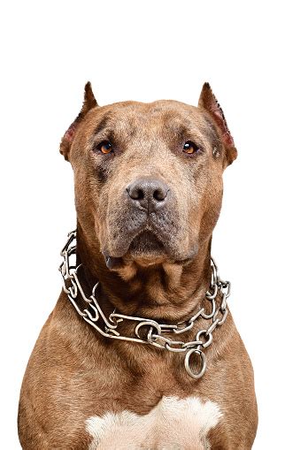 Portrait Of A Serious Pit Bull Dog Stock Photo Download Image Now