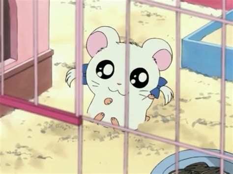 Bijou Gallery The Hamtaro Wiki Fandom Powered By Wikia