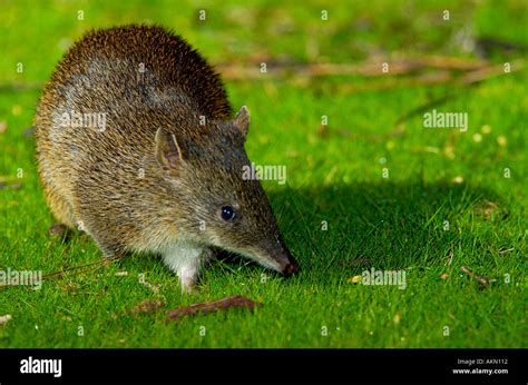 southern brown bandicoot isoodon obesulus stock photo alamy