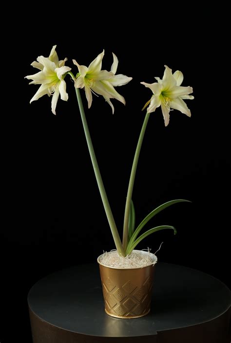 Your Online Amaryllis Hippeastrum Headquarters