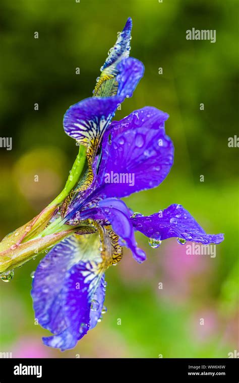 Gotas De Agua Iris Sibirica Fotograf As E Im Genes De Alta Resoluci N