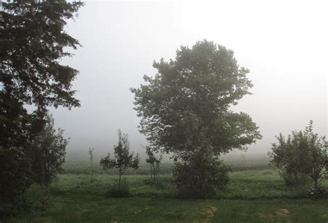 garden fancy  strange  eerie fog