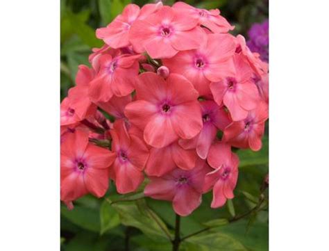 Саженцы флоксов в Москве недорого: многолетние саженцы флоксов ...