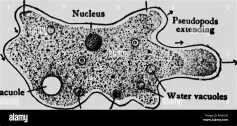 amoeba  microscope labelled