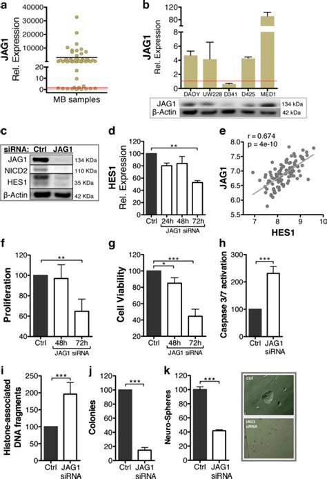 JAG1 mediates pro-survival signaling through activation of canonical ...