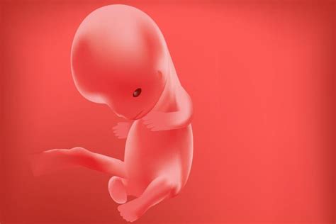 week pregnancy signs baby development tips  size