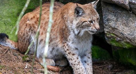 Jakten Avbryts Efter Sex F Llda Lodjur