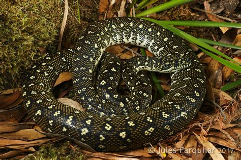 Diamond Python (Morelia spilota spilota) | Far East Gippslan… | Flickr