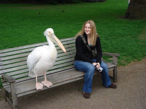 Pelicans of St James's Park – London, England - Atlas Obscura