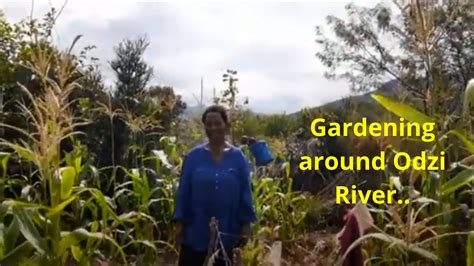 Zimbabwe Life And Culture Gardening Around Odzi River YouTube