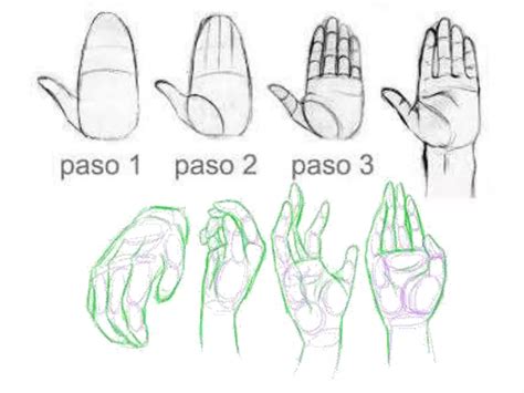 Cómo Dibujar Un Rostro Proporciones Del Rostro Ppt