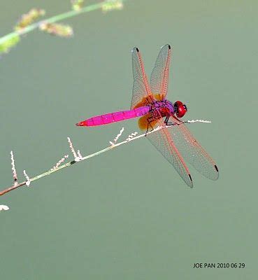 Anisoptera ~ Species name: Trithemis aurora ~ Family: Libellulidae | Animals beautiful, Nature ...