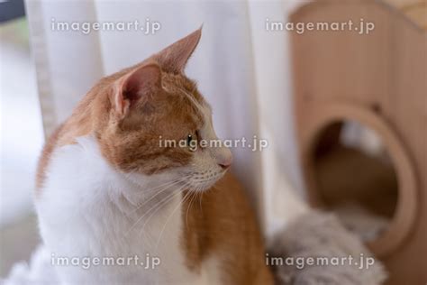 窓辺でくつろぐ猫 茶トラ白の写真素材 248826761 イメージマート