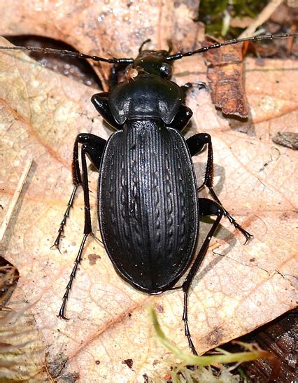 Carabus Vinctus Bugguide Net