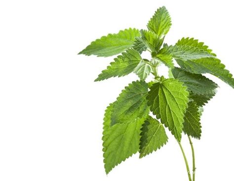 Крапива, сочетания, состав, рецепты и интеренсные факты!