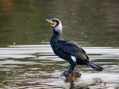 Kormoran | struempf.net