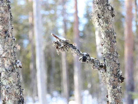 Skog i Gagnef gård skog till salu Hemnet