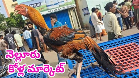 Nellore Natukolla Market Pets Market నెల్లూరు నాటు కోళ్ల మార్కెట్ 13 8