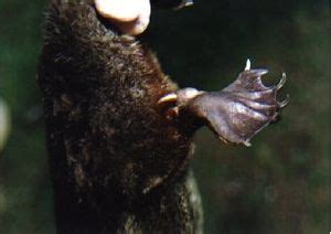 platypus venom wikipedia
