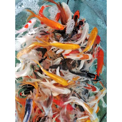 Assortiment de Cyprinus carpio - Carpe koi européenne voilée 18-20cm