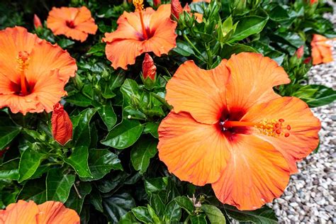 flowers  hibiscus  paul brower blog