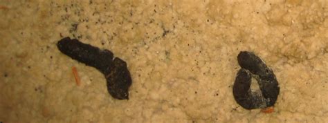 photographs  opossum poop images  feces  waste possum droppings