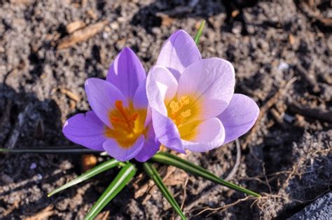 Crocus Firefly Royalty Free Photos And Stock Images Shutterstock