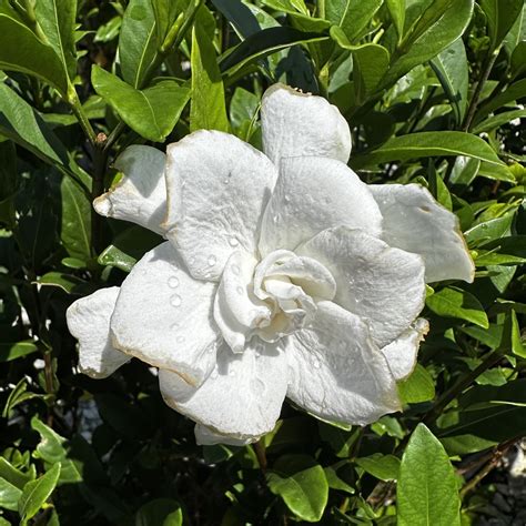 Gardenia jasminoides ‘August Beauty’ | Piedmont Carolina Nursery