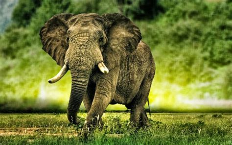 HD Elephant Wallpaper - WallpaperSafari