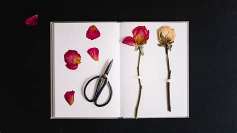 Rose Day Surprises Rose Day Celebration Ideas Unirav