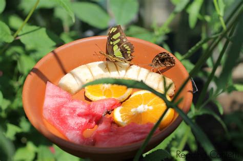 Make a Butterfly Feeder - Nature Alberta