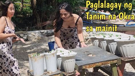 Paglilipat Ng Tanim Na Okra Sa Mainit Para Mas Mabilis Lumago YouTube