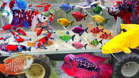 Tangkap Ikan Cupang Warna Warni Ikan Glofish Ikan Koi Ikan Mas Koki