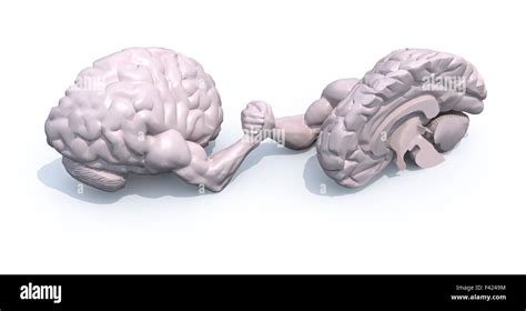 brain war  res stock photography  images alamy