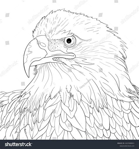 Bald Eagle Head Coloring