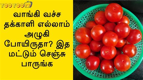 Tomato Storage Tips In Tamil இனி ஒரு பழம் கூட அழுகாது இத மட்டும் செஞ்சு பாருங்க Kitchen Tips