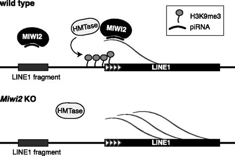 Pirna Pathway Targets Active Line1 Elements To Establish The Repressive