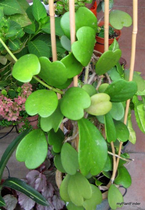 Myplantfinder Hoya Kerrii Fragrant Plant Planting Succulents Hoya