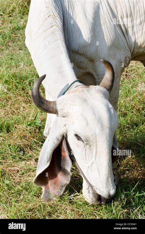 A Large White Brahman Cow With Curved Horns And Large Floppy Ears