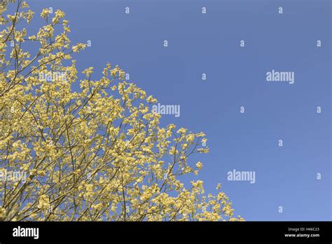 Sallow Pussy Willow Catkin Salix Caprea Stock Photo Alamy
