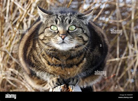 a curious look from big cat's eyes. a fat cat looks curious and funny Stock Photo - Alamy