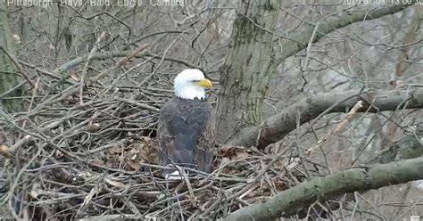 WATCH: Hays Bald Eagle Cam Catches Stand-Off Between Eagles And A