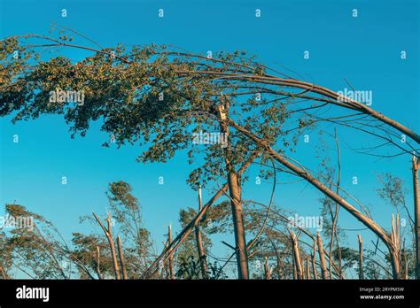 Environmental Damage Deciduous Forest Landscape Devastated After Severe Summer Supercell Storm