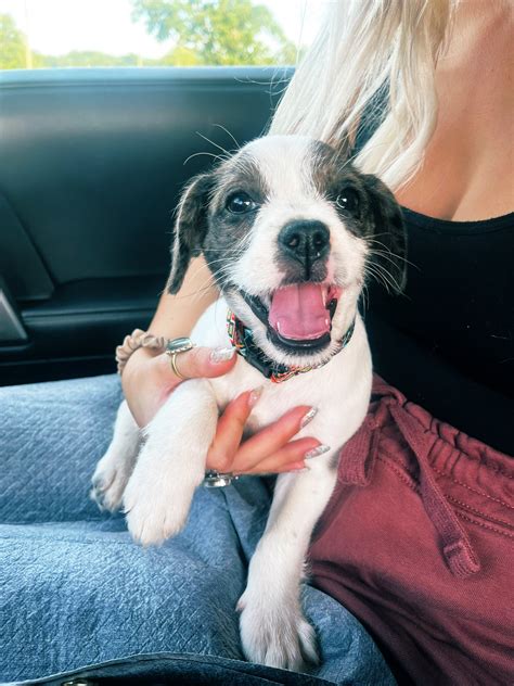 KAY SMYTHE on Twitter: "My bestie got a new puppy yesterday and now I