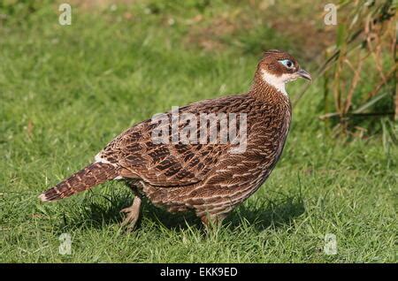 Himalayan Monal Pheasant Stock Photo - Alamy