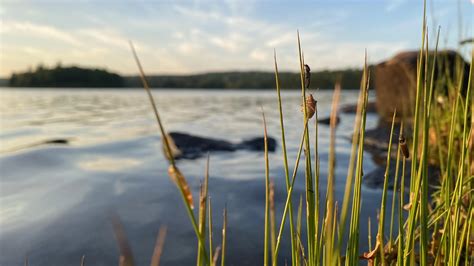 ITAP of some beetles hanging out at the lake | Scrolller